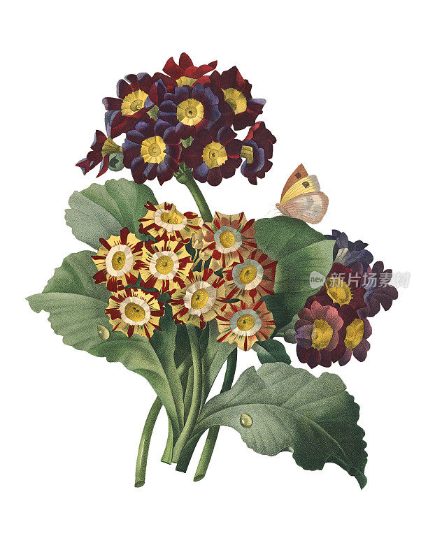 报春花(Primula auricula) | Redoute花卉插图